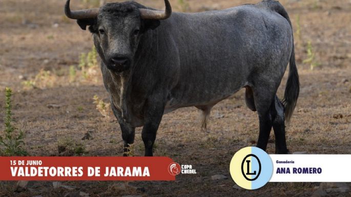 Empiezan las semifinales de la Copa Chenel en Valdetorres de Jarama