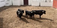 Sorteada la corrida de rejones que abre la Feria de Valladolid