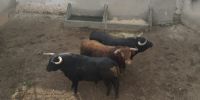 Los toros de mano a mano Luque-Rufo en los corrales de Consuegra