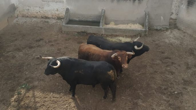 Los toros de mano a mano Luque-Rufo en los corrales de Consuegra