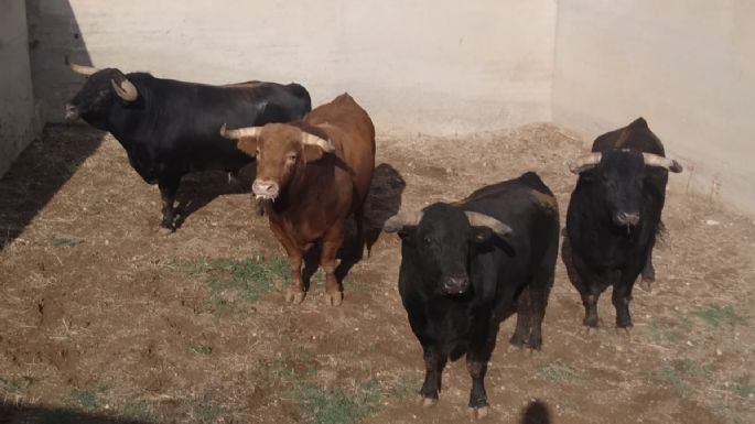 Los toros de mano a mano Luque-Rufo en los corrales de Consuegra