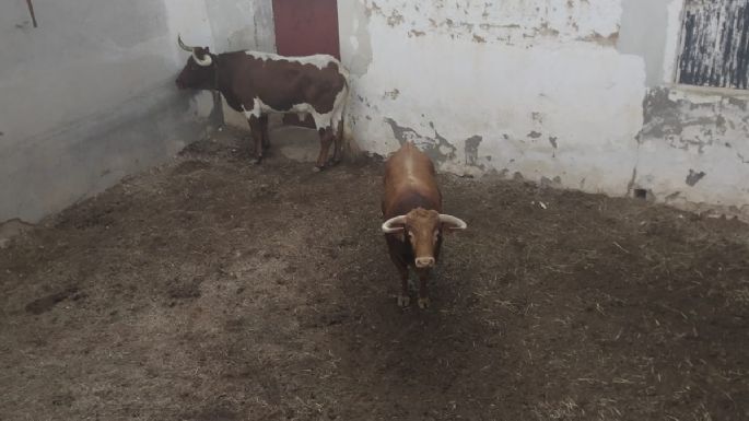 Los toros de mano a mano Luque-Rufo en los corrales de Consuegra