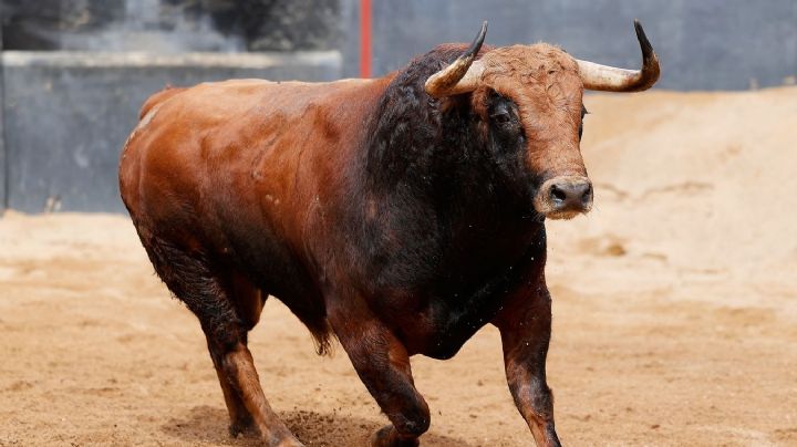 Orden de lidia de los toros de Garcigrande para la 23ª de abono