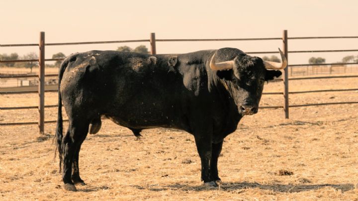 La seria corrida de Victorino para su regreso a Jaén, en fotos
