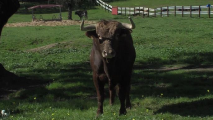 Lances de Futuro organiza el desencajonamiento de los toros de Ave María