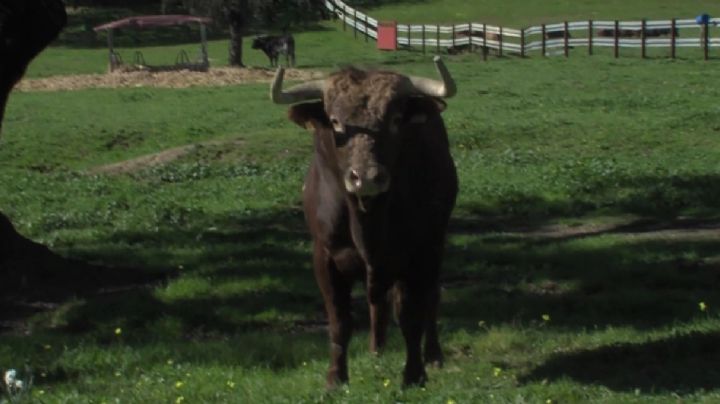 Lances de Futuro organiza el desencajonamiento de los toros de Ave María