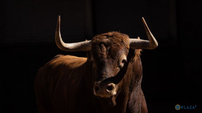 Toros de Garcigrande para la Corrida de la Prensa
