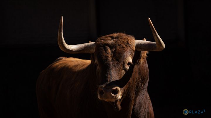 Toros de Garcigrande para la Corrida de la Prensa