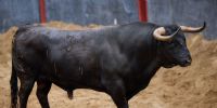 Orden de lidia de los toros de Garcigrande para la 14ª de abono