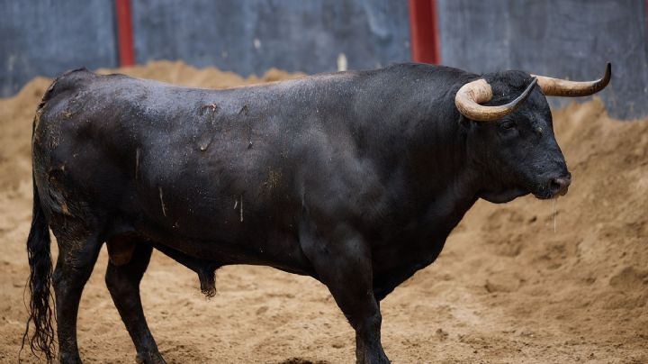 Orden de lidia de los toros de Garcigrande para la 14ª de abono