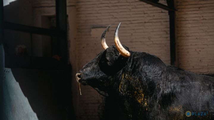 'Forajido' de Victoriano del Río para el inicio de la Feria de San Isidro