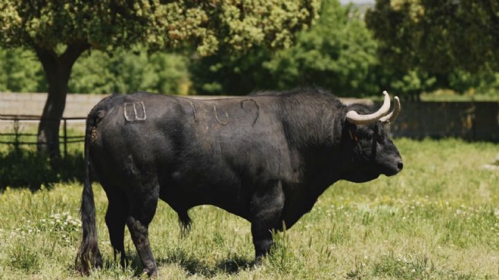 Hogueras: La corrida del Puerto para Morante, Manzanares y Cayetano, en una primavera histórica