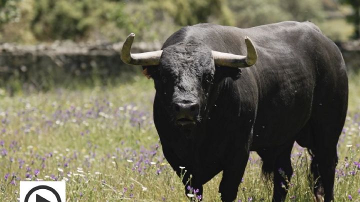 Victoriano del Río: una corrida a la altura del cartel que más expectación ha levantado de Hogueras