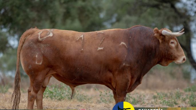 Utiel acoge la primera novillada clasificatoria del Circuito Valenciano de Novilladas 2025