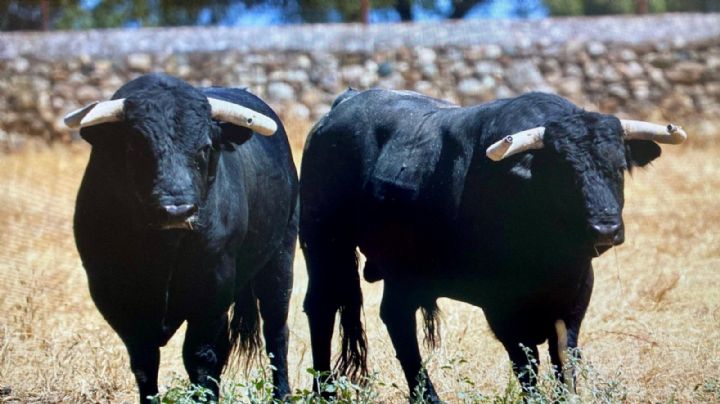 Toros de Luis Algarra para el regreso de las figuras a Ondara