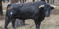 Valdetorres de Jarama acoge este fin de semana las finales de la Copa Chenel