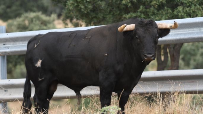 Valdetorres de Jarama acoge este fin de semana las finales de la Copa Chenel