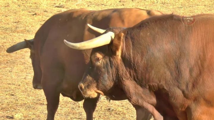 Vídeo de los toros de Juan Pedro Domecq para el jueves de feria