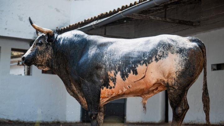 El Club Cocherito de Bilbao premia a "Tapaboca" de La Quinta