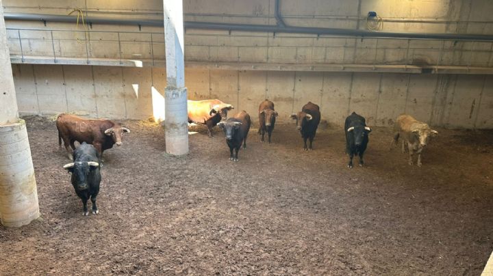 Aprobados los toros de Núñez del Cuvillo para mañana en Arnedo