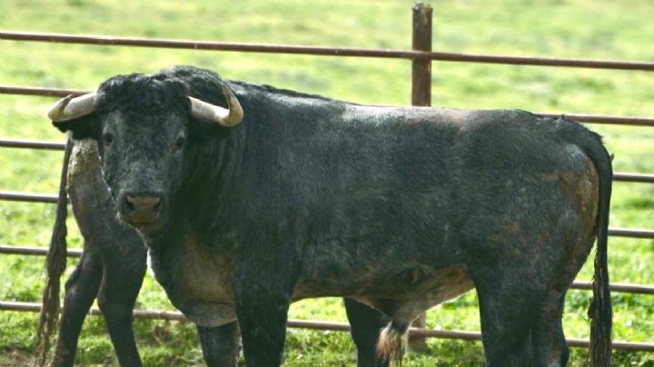 "Plantaviñas", el toro de Victorino Martín para Álvaro Lorenzo con el objetivo de la nueva Ludoteca