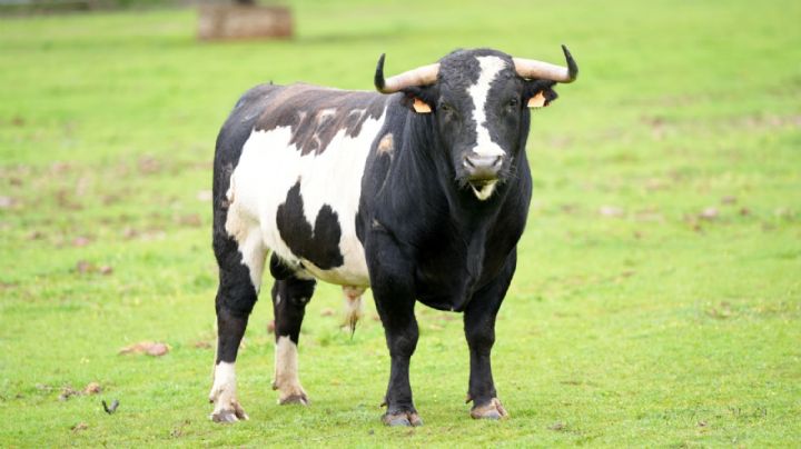 La corrida de Alcurrucén para el regreso de los toros a Hellín el Sábado de Gloria