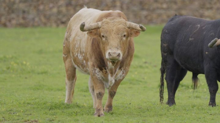 Los toros de Alcurrucén para El Cid, Víctor Hernández y Samuel Navalón en Hellín, uno a uno