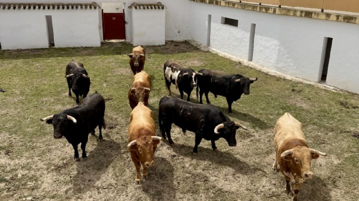 Los corrales de la plaza de Hellín vuelven a albergar toros dos años después