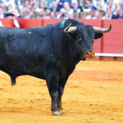 Cambia el toro y todo cambia