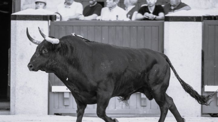 ¿Por qué en Las Ventas no se indulta?