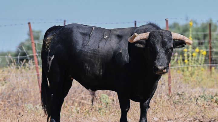 Lujo en los toros de Pallarés para la corrida de máxima expectación de este sábado en Ávila (fotos)