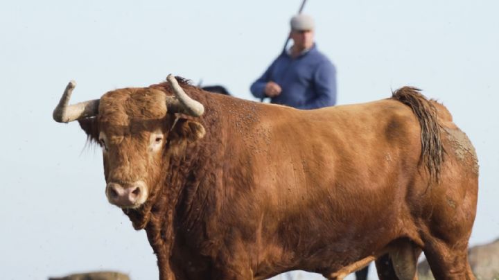 Los toros de Álvaro Núñez para el cartelazo de "No hay Billetes" del sábado en Alicante