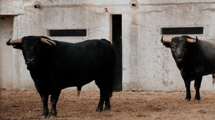 Los toros de Pallarés ya descansan en los corrales de Ávila para el cartelazo de mañana