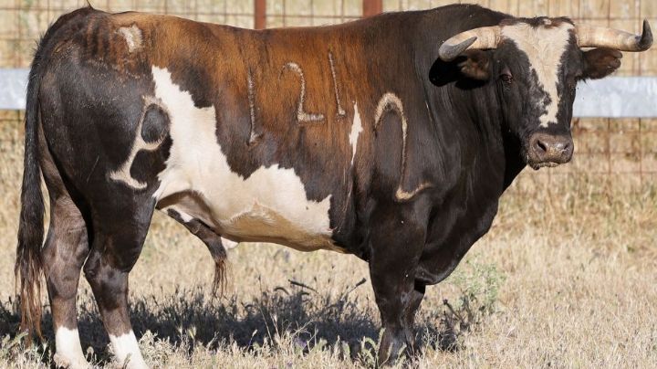 Los toros de Alcurrucén para este sábado en Miguelturra, uno a uno