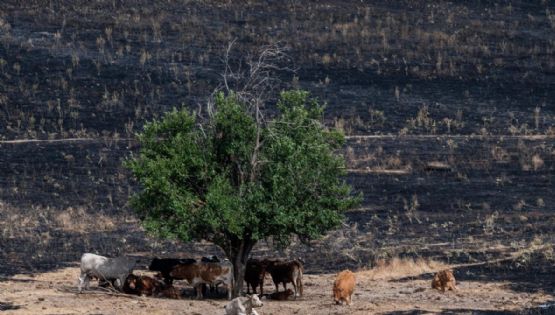 El toro bravo frente al abandono que incendia España