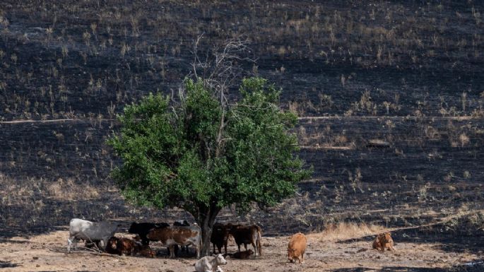 El toro bravo frente al abandono que incendia España