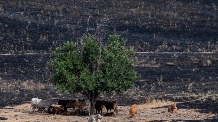 El toro bravo frente al abandono que incendia España
