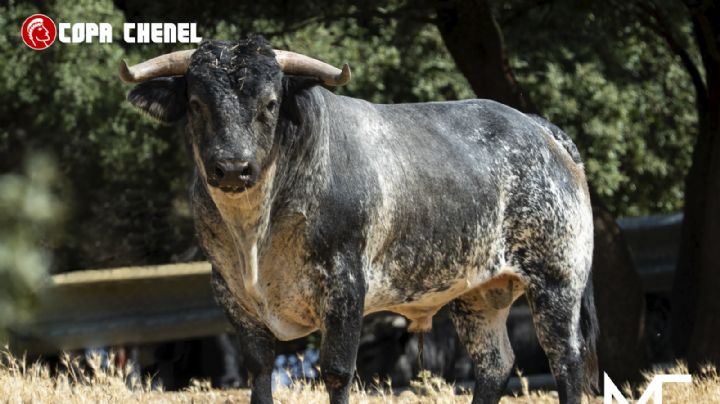 Los toros de Los Maños y La Palmosilla listos para el fin de semana de semifinales