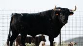 Foto ilustrativa de la nota titulada: Novillos de Toros de Brazuelas para el 7 de septiembre en Arganda del Rey