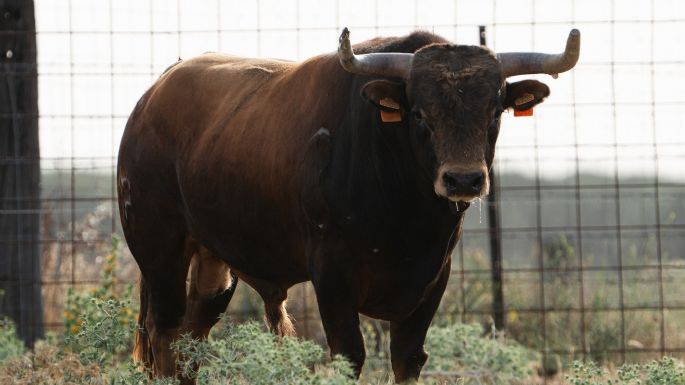 Novillos de Toros de Brazuelas para el 7 de septiembre en Arganda del Rey