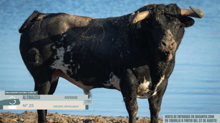 En fotos los toros de Salvador Gavira García, protagonistas de la alternativa de Cid de María