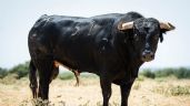 Foto ilustrativa de la nota titulada: Novillos de Los Maños para el martes 8 de septiembre en Arganda del Rey
