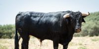 Novillos de Los Maños para el martes 8 de septiembre en Arganda del Rey