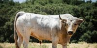 Novillos de Los Maños para el martes 8 de septiembre en Arganda del Rey