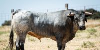 Novillos de Los Maños para el martes 8 de septiembre en Arganda del Rey