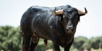 Novillos de Los Maños para el martes 8 de septiembre en Arganda del Rey
