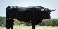 Novillos de Los Maños para el martes 8 de septiembre en Arganda del Rey