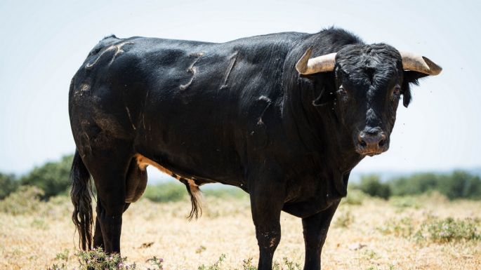 Novillos de Los Maños para el martes 8 de septiembre en Arganda del Rey