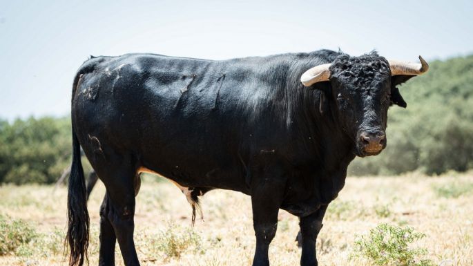 Novillos de Los Maños para el martes 8 de septiembre en Arganda del Rey