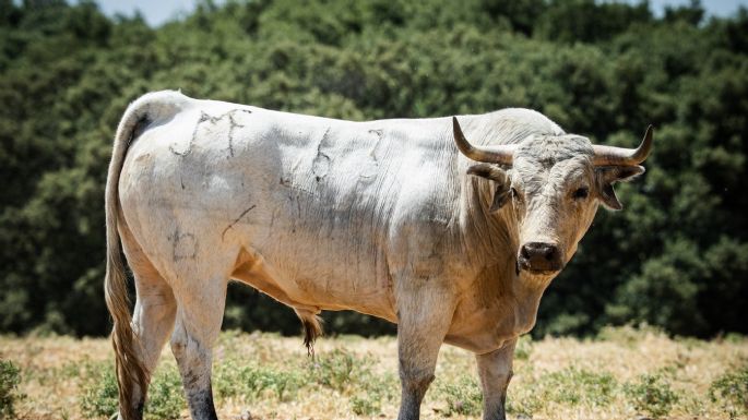 Novillos de Los Maños para el martes 8 de septiembre en Arganda del Rey